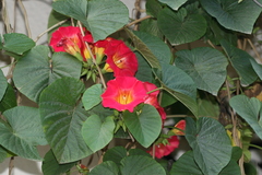 Stictocardia tiliifolia